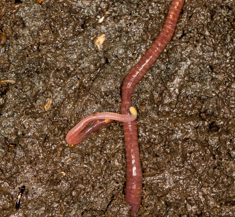 Red worm manure . In the park in nature. Red worm manure . In the park in nature