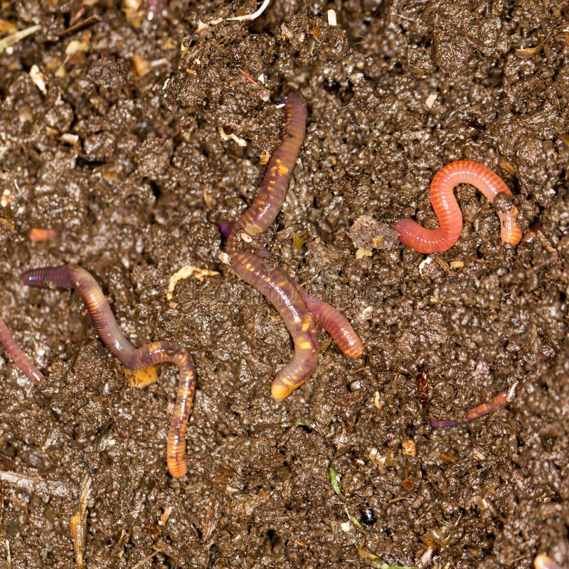 Red worm manure . In the park in nature. Red worm manure . In the park in nature