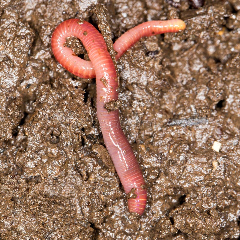Red worm manure . In the park in nature. Red worm manure . In the park in nature