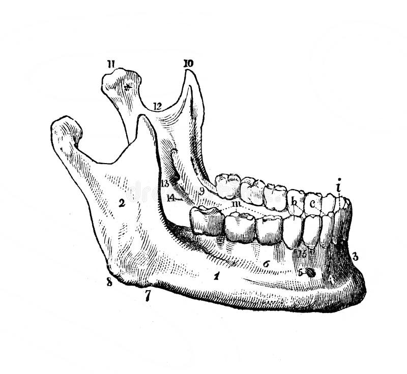 Anatomia da Mandíbula 