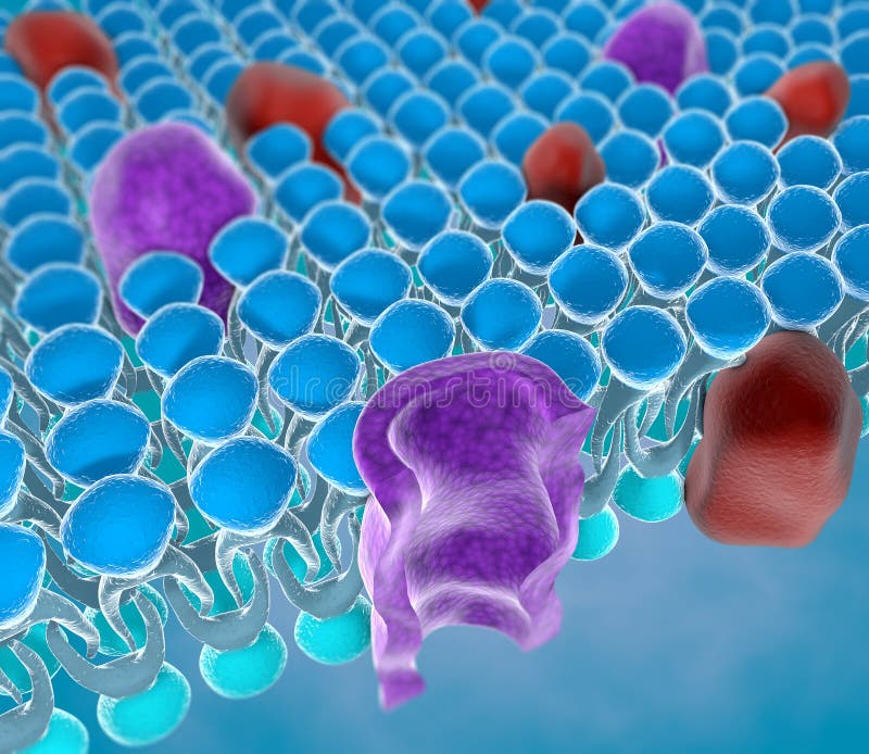 Structure of the plasma membrane of a cell. Structure of the plasma membrane of a cell