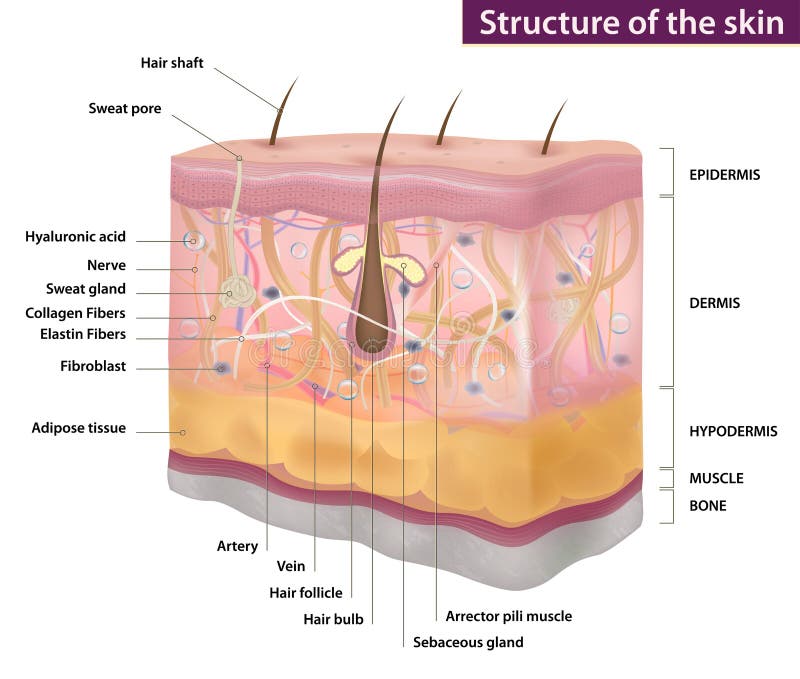 Estrutura da pele, medicina, descrição completa, ilustração do vetor