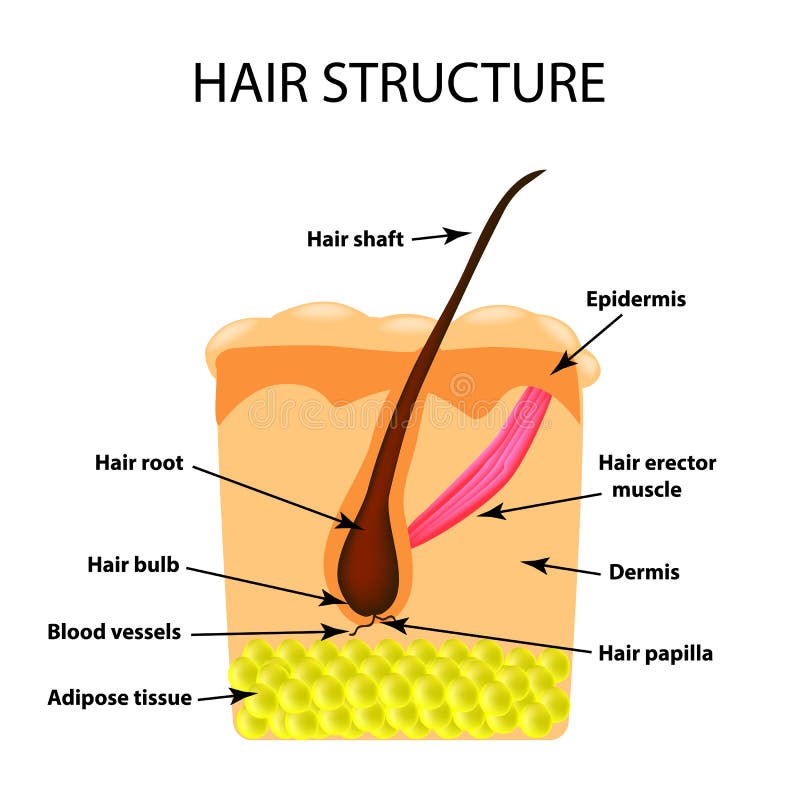 A estrutura do cabelo Infographics Ilustração do vetor no fundo isolado ilustração do vetor A estrutura do cabelo Infographics Ilustração do vetor no fundo isolado ilustração do vetor