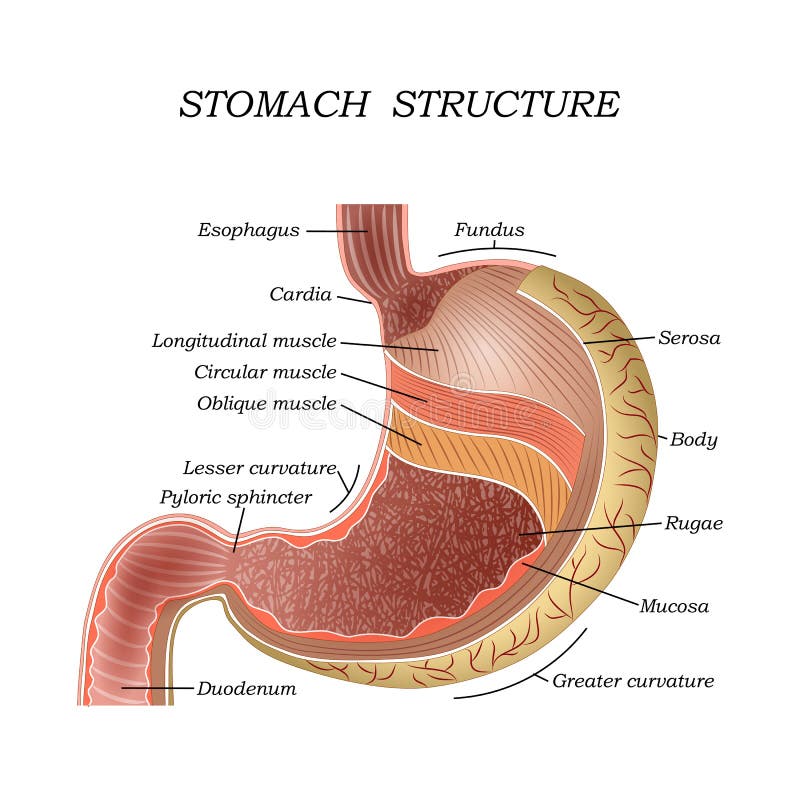 A estrutura do estômago humano, cartaz anatômico médico de formação para a educação, ilustração do vetor ilustração royalty free