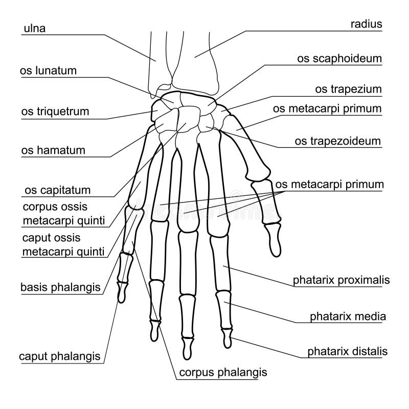 Estrutura do osso da mão humana ilustração do vetor Estrutura do osso da mão humana ilustração do vetor