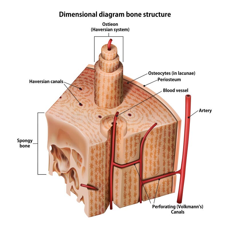 Estrutura tridimensional do osso do diagrama