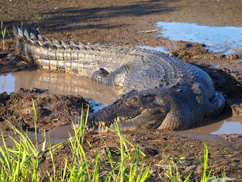 Estuarine saltwater κροκόδειλος, porosus Crocodylus στοκ φωτογραφία με δικαίωμα ελεύθερης χρήσης Estuarine saltwater κροκόδειλος, porosus Crocodylus στοκ φωτογραφία με δικαίωμα ελεύθερης χρήσης