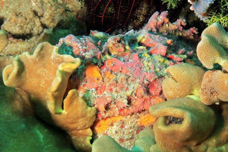 Estuarine Stonefish