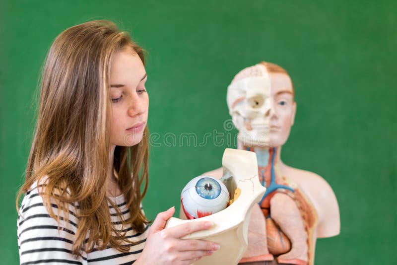 Estudiante femenino joven de la High School secundaria que lleva a cabo el modelo del ojo humano fotos de archivo Estudiante femenino joven de la High School secundaria que lleva a cabo el modelo del ojo humano fotos de archivo