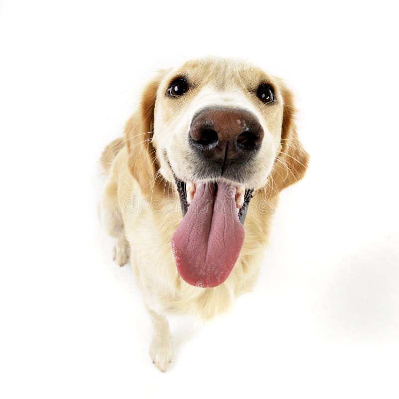 Estudio tirado de un perrito adorable del golden retriever foto de archivo libre de regalías Estudio tirado de un perrito adorable del golden retriever foto de archivo libre de regalías