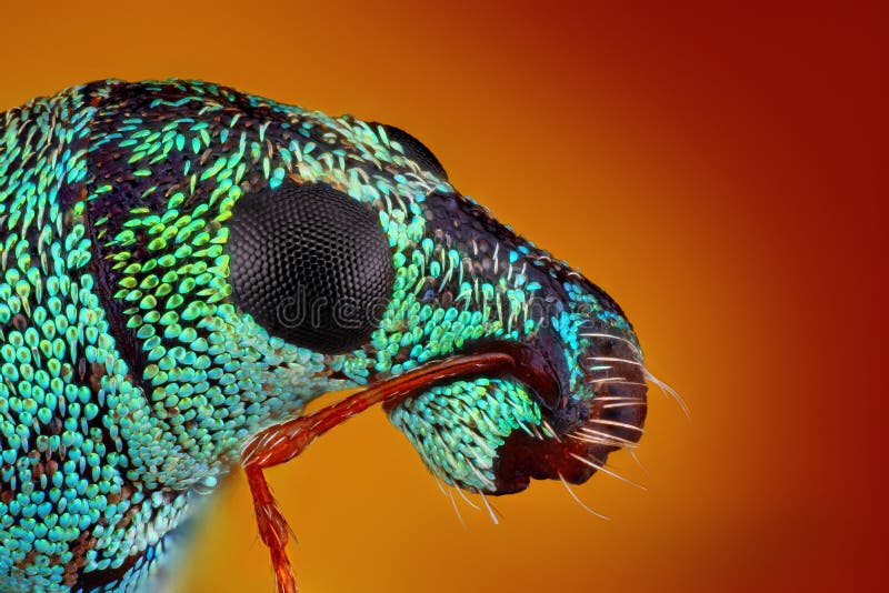 Estudo afiado e detalhado extremo do weevil metálico fotografia de stock Estudo afiado e detalhado extremo do weevil metálico fotografia de stock