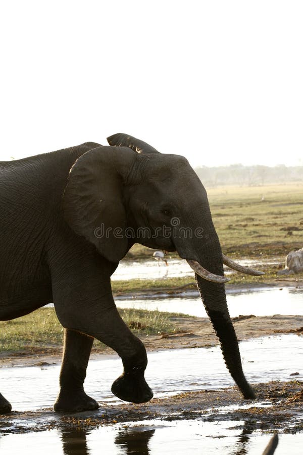 Estudo frontal do elefante fotos de stock royalty free Estudo frontal do elefante fotos de stock royalty free
