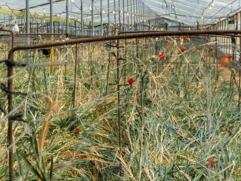 Estufa Com Cultivo De Cravos Vermelhos Imagem de Stock - Imagem de marrom,  folha: 174254597