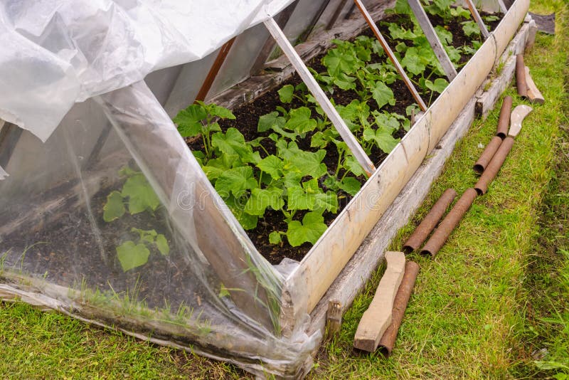 Greenhouse with farm-growing cucumbers with natural fertilizers and no chemicals in Russia. Greenhouse with farm-growing cucumbers with natural fertilizers and no chemicals in Russia