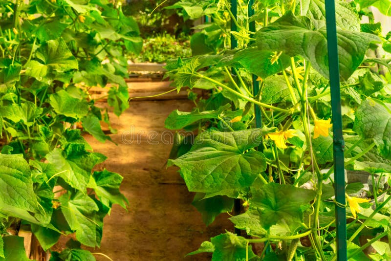 Cucumber farm greenhouse plants with pathway in the center. Cucumber farm greenhouse plants with pathway in the center