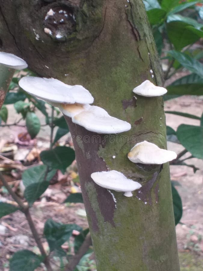 Está no galho de um cogumelo. fotografia de stock