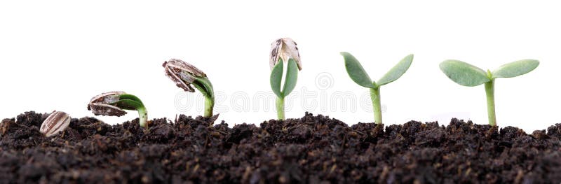 Estágios diferentes da germinação da semente do girassol