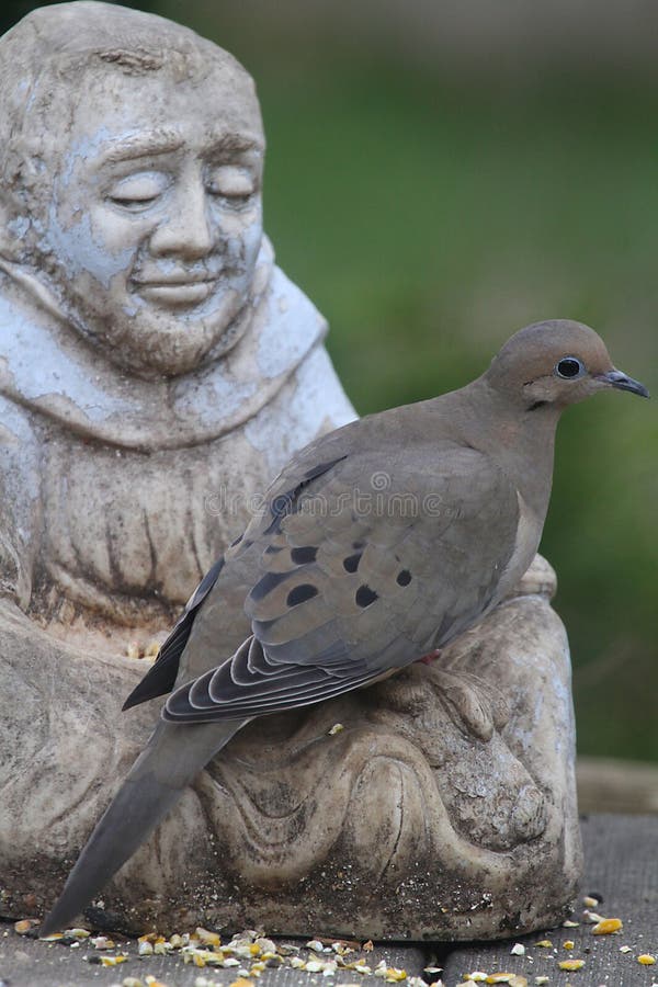 The mourning dove (Zenaida macroura) is a member of the dove family, Columbidae. The bird is also known as the American mourning dove, the rain dove, and colloquially as the turtle dove, and was once known as the Carolina pigeon and Carolina turtledove. This species' call is a distinctive, plaintive cooOOoo-woo-woo-woooo, uttered by males to attract females. A statue is a free-standing sculpture in which the realistic, full-length figures of persons or animals are carved or cast in a durable material such as wood, metal or stone. Statues have been produced in many cultures from prehistory to the present the oldest-known statue dating to about 30,000 years ago. Statues represent many different people and animals, real and mythical. Many statues are placed in public places as public art. The mourning dove (Zenaida macroura) is a member of the dove family, Columbidae. The bird is also known as the American mourning dove, the rain dove, and colloquially as the turtle dove, and was once known as the Carolina pigeon and Carolina turtledove. This species' call is a distinctive, plaintive cooOOoo-woo-woo-woooo, uttered by males to attract females. A statue is a free-standing sculpture in which the realistic, full-length figures of persons or animals are carved or cast in a durable material such as wood, metal or stone. Statues have been produced in many cultures from prehistory to the present the oldest-known statue dating to about 30,000 years ago. Statues represent many different people and animals, real and mythical. Many statues are placed in public places as public art.