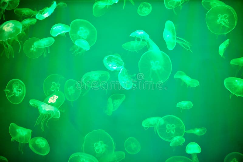 Esté en la luna las medusas en acuario marino con hacer excursionismo verde fotos de archivo Esté en la luna las medusas en acuario marino con hacer excursionismo verde fotos de archivo