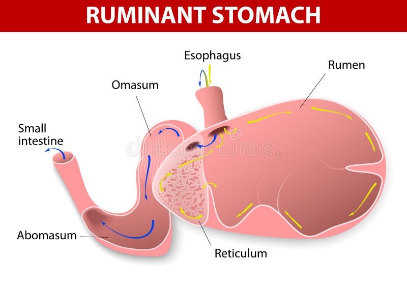 Ruminant stomach. The ruminant species have one stomach that is divided into four compartments: rumen, reticulum, omasum and abomasum. Ruminating mammals include cattle, goats, sheep, giraffes, yaks, deer, camels, llamas, antelope. Ruminant stomach. The ruminant species have one stomach that is divided into four compartments: rumen, reticulum, omasum and abomasum. Ruminating mammals include cattle, goats, sheep, giraffes, yaks, deer, camels, llamas, antelope.