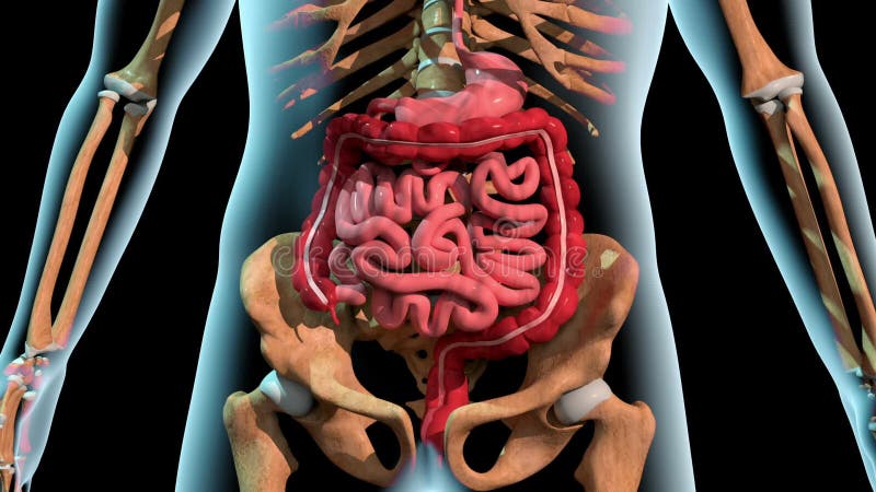 Estómago y intestino en el cuerpo humano xray