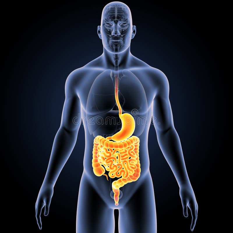 The digestive system is a group of organs working together to convert food into energy and basic nutrients to feed the entire body. Food passes through a long tube inside the body known as the alimentary canal or the gastrointestinal tract GI tract. The hollow organs that make up the GI tract are the mouth, esophagus, stomach, small intestine, large intestineâ€”which includes the rectumâ€”and anus. Food enters the mouth and passes to the anus through the hollow organs of the GI tract. The liver, pancreas, and gallbladder are the solid organs of the digestive system. The digestive system is a group of organs working together to convert food into energy and basic nutrients to feed the entire body. Food passes through a long tube inside the body known as the alimentary canal or the gastrointestinal tract GI tract. The hollow organs that make up the GI tract are the mouth, esophagus, stomach, small intestine, large intestineâ€”which includes the rectumâ€”and anus. Food enters the mouth and passes to the anus through the hollow organs of the GI tract. The liver, pancreas, and gallbladder are the solid organs of the digestive system.