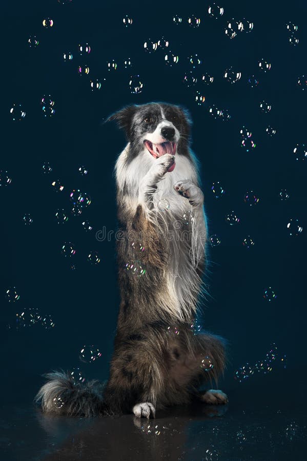 Estúdio do Aqua, border collie no fundo escuro com bolhas foto de stock royalty free Estúdio do Aqua, border collie no fundo escuro com bolhas foto de stock royalty free