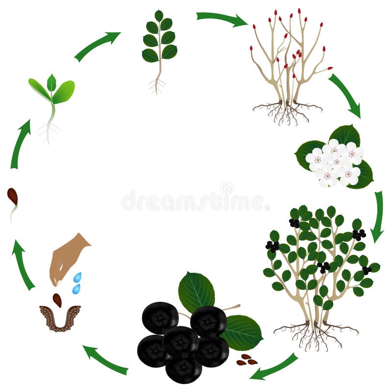 Etap życia rośliny roślina krzaka czerni chokeberry Aronia melanocarpa na białym tle ilustracja wektor Etap życia rośliny roślina krzaka czerni chokeberry Aronia melanocarpa na białym tle ilustracja wektor