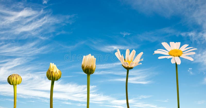 Etapas del crecimiento y del florecimiento de una margarita, fondo del cielo azul fotografía de archivo libre de regalías Etapas del crecimiento y del florecimiento de una margarita, fondo del cielo azul fotografía de archivo libre de regalías