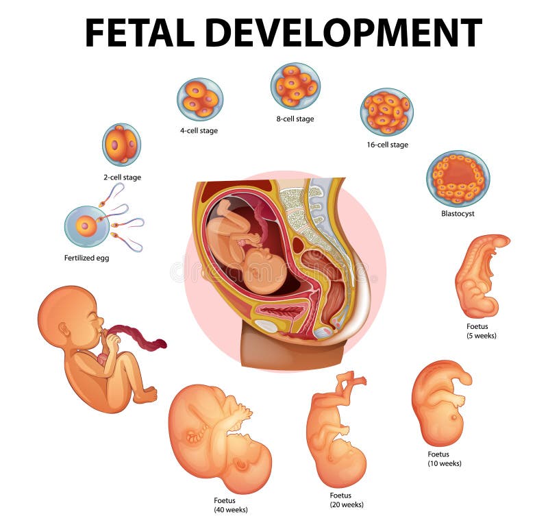 Etapas del desarrollo embrionario humano