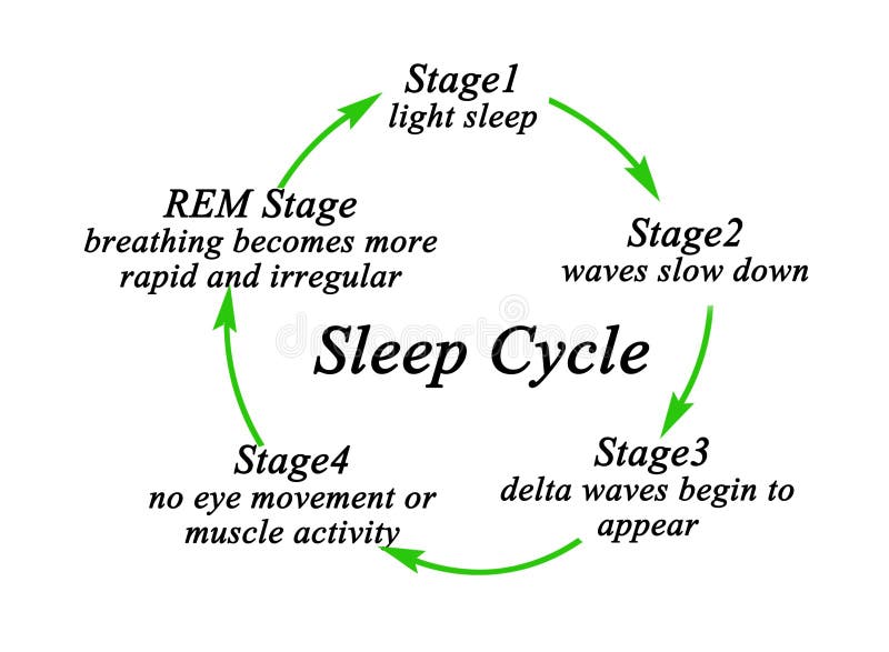 Five Stages of Sleep Cycle. Five Stages of Sleep Cycle