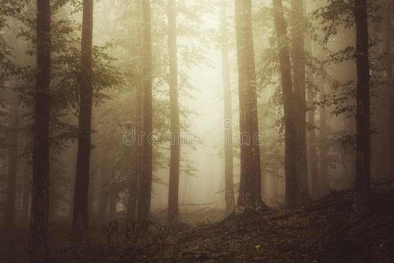 Eterisk skogplats med dimma