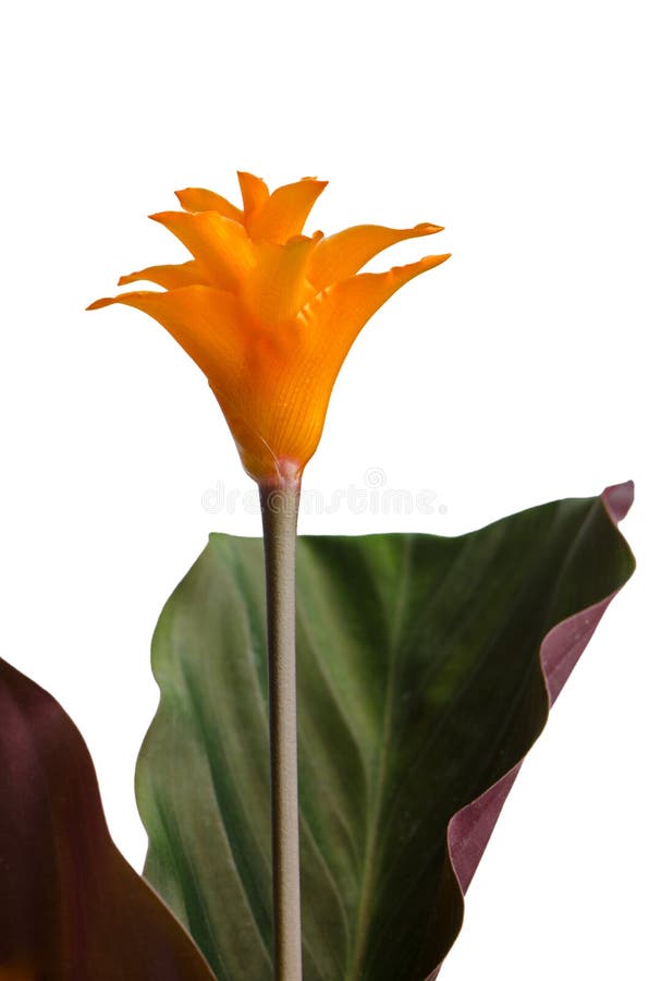 Eternal Flame Flower (calathea Stock Image Image of botany
