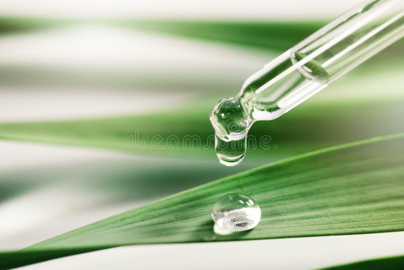 essential oil drop on green leaf. spa background with copy space. essential oil drop on green leaf. spa background with copy space