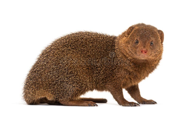 Ethiopian dwarf mongoose, Helogale hirtula, isolated on white