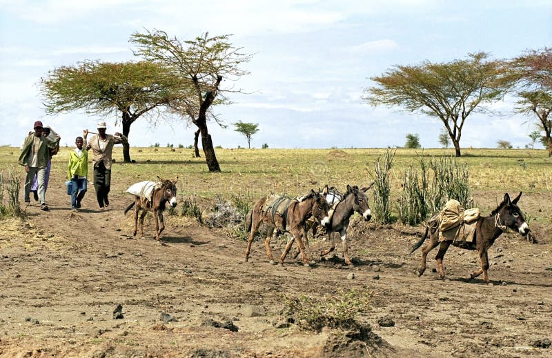 Ethiopian Farmers with grain harvest and donkeys