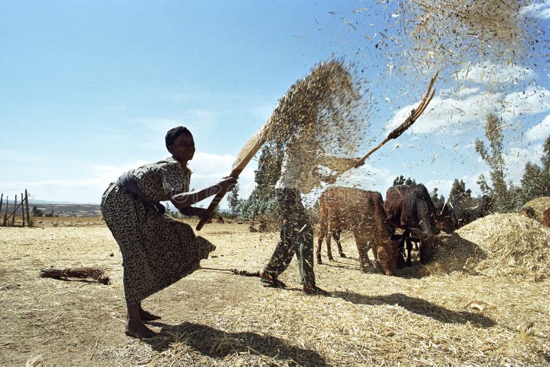 Ethiopian Old woman threshing grain harvest