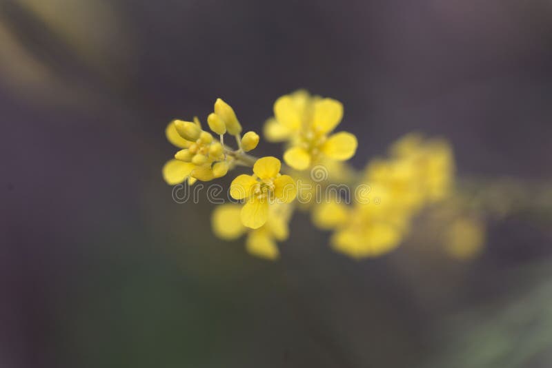 187 Ethiopian Flower Photos Free Royalty Free Stock Photos From Dreamstime