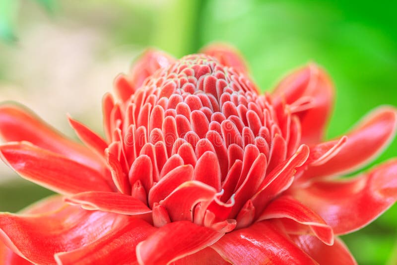 Etlingera Elatior or Red Torch Ginger