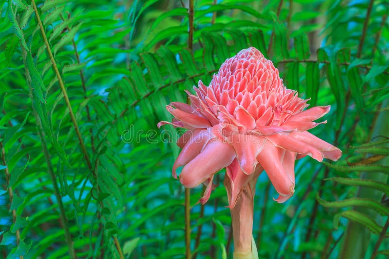 Etlingera Elatior or Red Torch Ginger