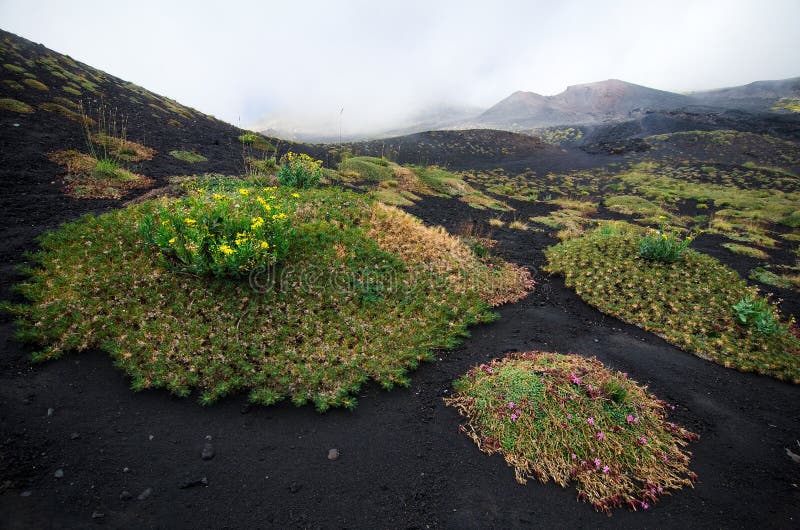 Weird vegetation in an old lava field on Etna Volcano, Sicily. Weird vegetation in an old lava field on Etna Volcano, Sicily