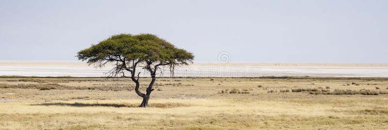 Etosha park narodowy obraz stock Etosha park narodowy obraz stock