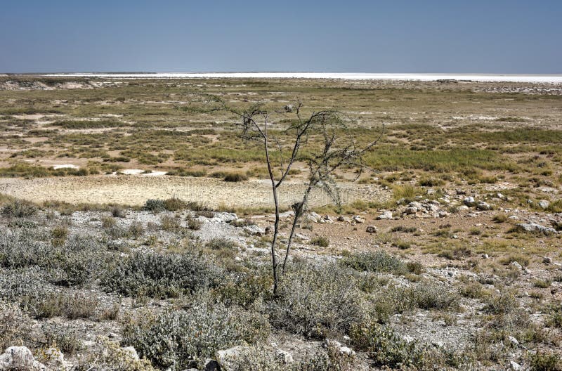 Etosha Salt Pan - Namibia stock images Etosha Salt Pan - Namibia stock images