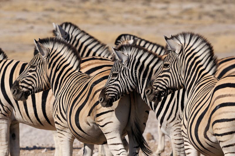 etoshaflocknamibia sebra fotografering för bildbyråer etoshaflocknamibia sebra fotografering för bildbyråer