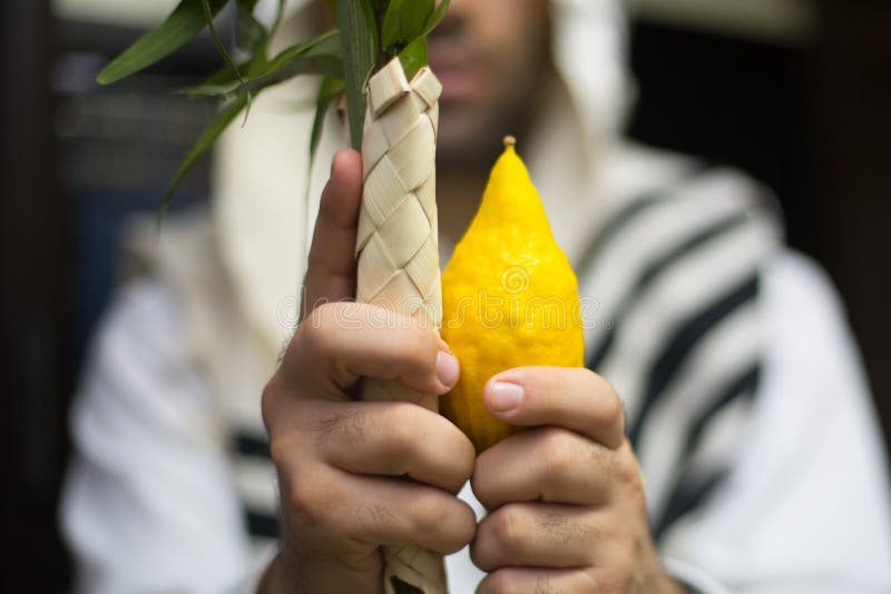 Etrog, lulav, adaasa, arava royalty free stock photography