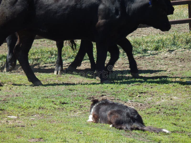 ETT ARBETE FÖR HÅRDA DAGAR FÖR A COWDOG arkivbild ETT ARBETE FÖR HÅRDA DAGAR FÖR A COWDOG arkivbild