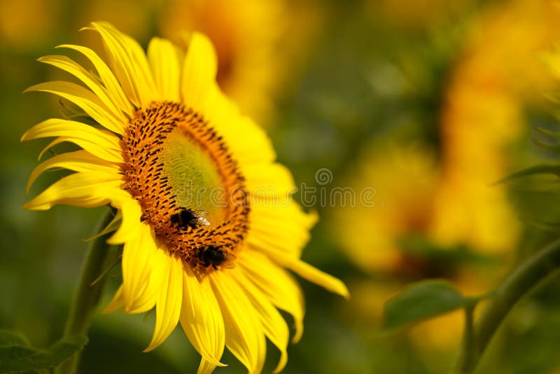Ett bin samlar in pollen i ett fält av solblommor arkivbilder Ett bin samlar in pollen i ett fält av solblommor arkivbilder