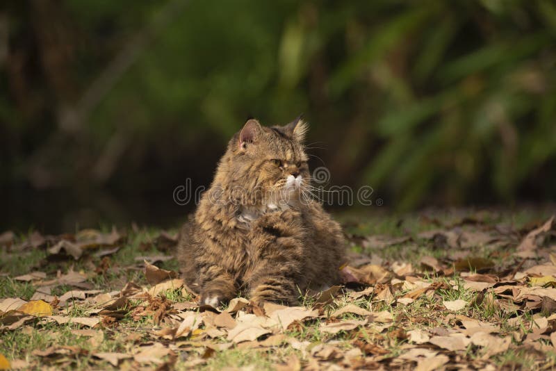 Ett brunt kattsammanträde på gräsmattan royaltyfri bild Ett brunt kattsammanträde på gräsmattan royaltyfri bild