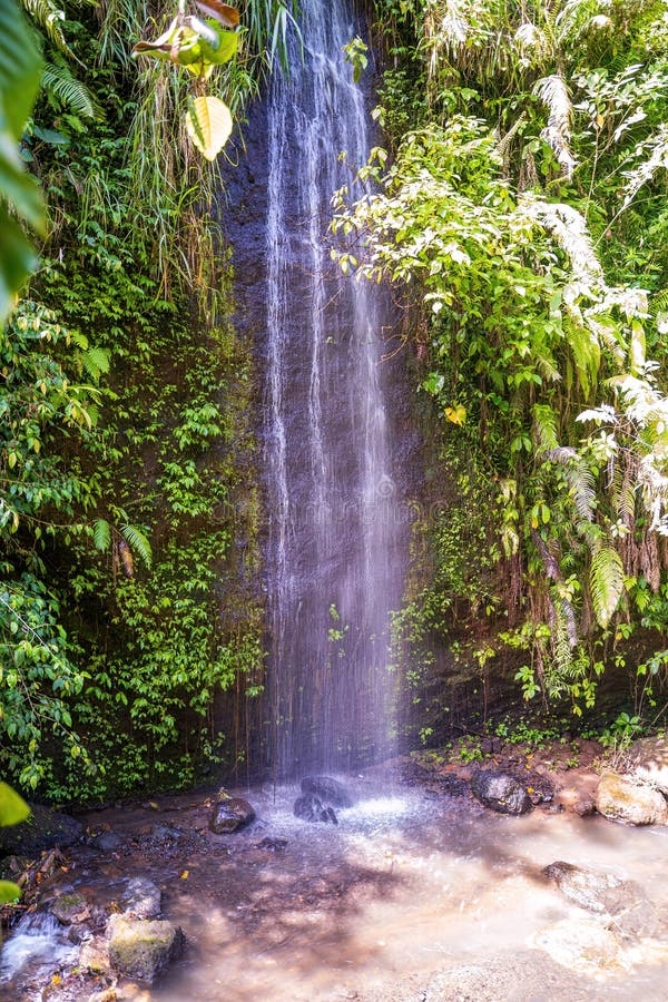Ett dolt vattenfall på Bali omgivet av vibrant grön vegetation. Vattenflöden till en liten pool fotografering för bildbyråer