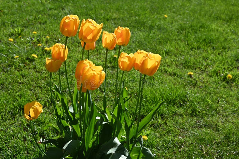 Ett dynamiskt kluster av blommande gula tulpaner som tappats i ljust ljus arkivfoto